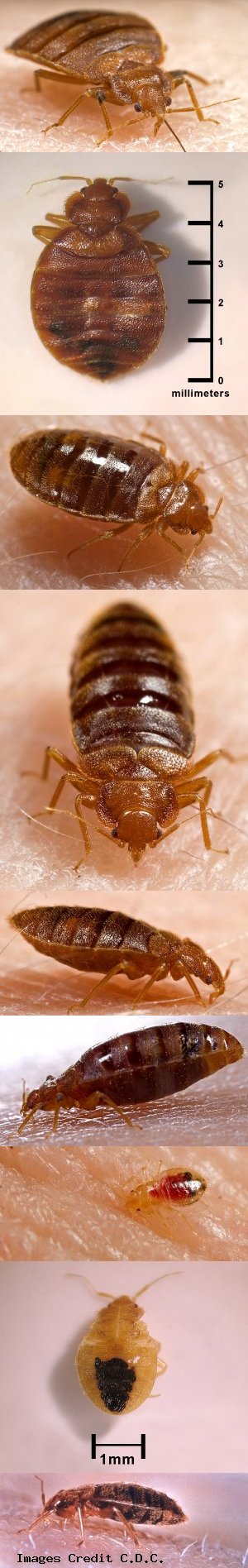 Bed Bugs Closeup